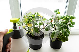 geraniums in pots on the windowsill.