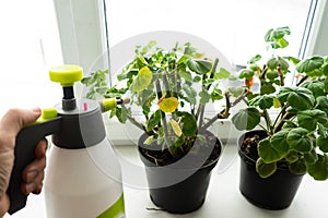 Geraniums in pots on the windowsill