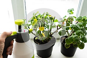 geraniums in pots on the windowsill.