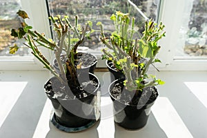 geraniums in pots on the windowsill.