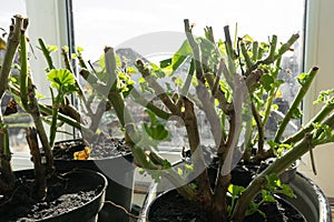 Geraniums in pots on the windowsill.