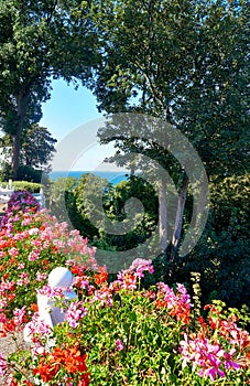 Geraniums and view through the trees on the Baltic Sea. Lohme on the island of RÃ¼gen