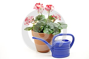 Geraniums with watering can