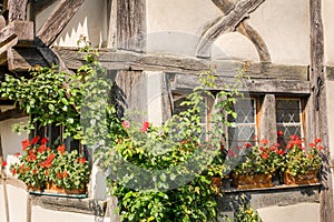 Geraniums on the windowsill of a halftimbered house photo