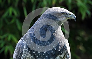 Geranoaetus melanoleucus, black chested buzzard eagle