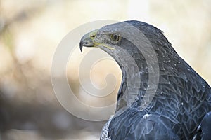 Geranoaetus melanoleucus or shielded eagle, is a species of accipitriforme bird in the Accipitridae family photo