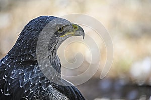 Geranoaetus melanoleucus or shielded eagle, is a species of accipitriforme bird in the Accipitridae family photo