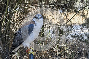 Geranoaetus polyosoma or buteo polyosoma, is a species of accipitriforme bird in the family Accipitridae photo