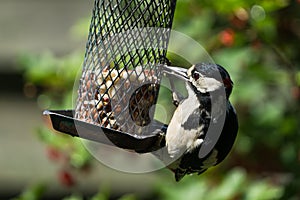 Gerat spotted woodpecker on bird feeder