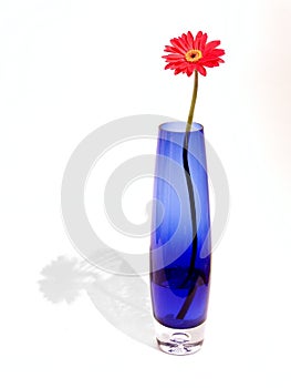 Gerber in blue vase photo