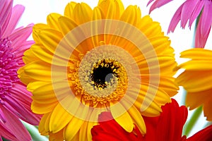 Gerber Daisies