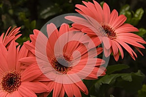 Gerber Daisies