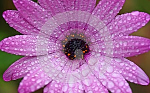 Gerber Daisy