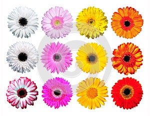 Gerber Daisy