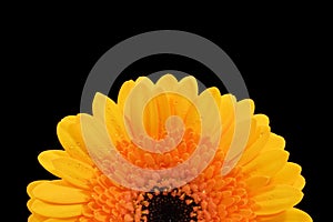 Gerber daisy