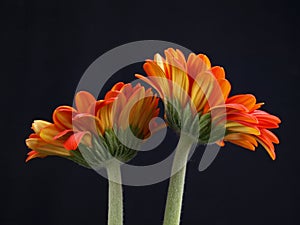 Gerber Daisy