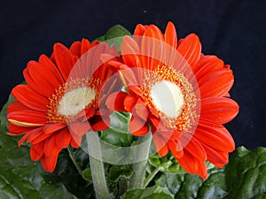 Gerber Daisy