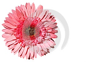 Gerber Daisy