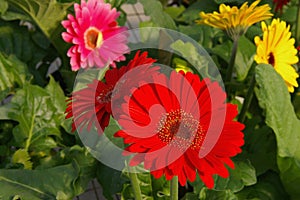 GERBER DAISY