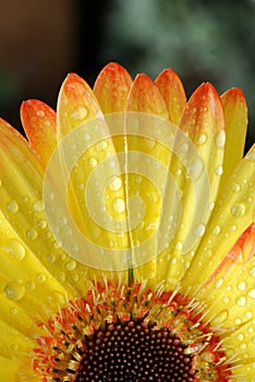 Gerber Daisy, close up