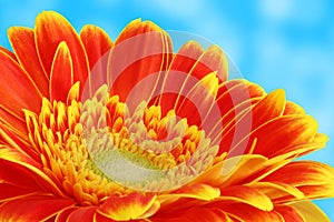 Gerber daisy flower on blue background