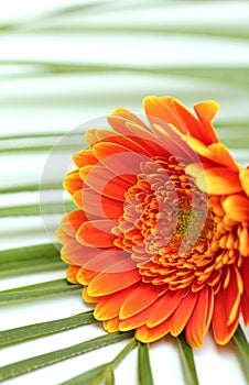 Gerber daisy flower on palm leaf