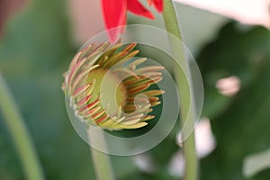 Gerber daisy flower red and yellow face