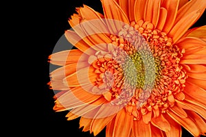 Gerber Daisy, Gerbera