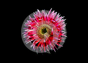Gerber Daisy isolated