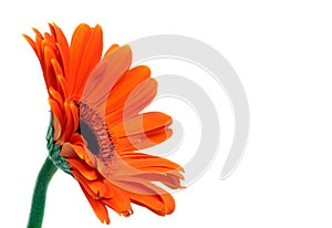 Gerber Daisy Isolated on White