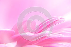 Gerber flower close up, macro background, defocused pink wallpaper. Close-up of flowers and petals of pink gerbera daisies. Pink g