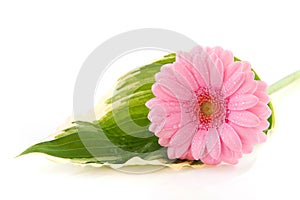 Gerber flower on Hosta leaf