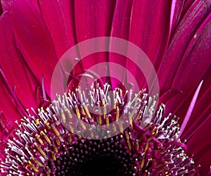 Gerber flower .. macro photo