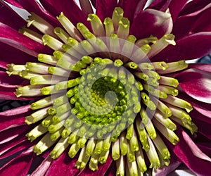 Gerber flower .. macro photo