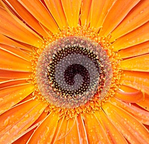 Gerber flower macro shot