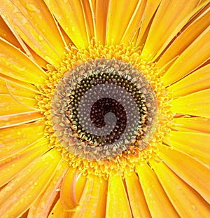 Gerber flower macro shot