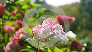 Gerber flower. Pink and white