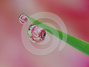 Morning dews on the grass with red flower reflection