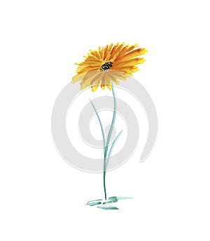 Watercolor yellow gerber flower on a white background