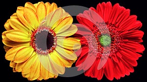 Gerber flowers photo