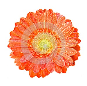 Gerber Flowers in orange color