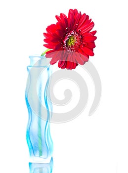 Gerber isolated on white background