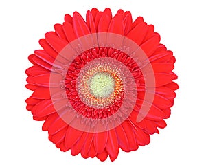 Gerber isolated on white background