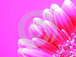 Gerber in pink photo