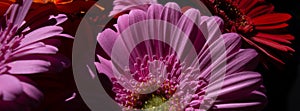 Gerber Pink Daisy close up