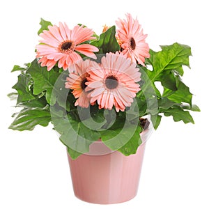 Gerber's flowers in a flowerpot photo