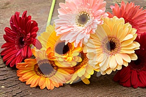 Gerber the spring flowers close up on the wood background