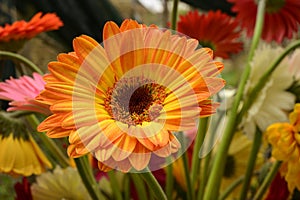 Gerber the spring flowers close up on the wood background