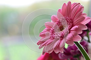 Gerbera