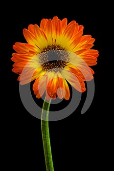 Gerbera